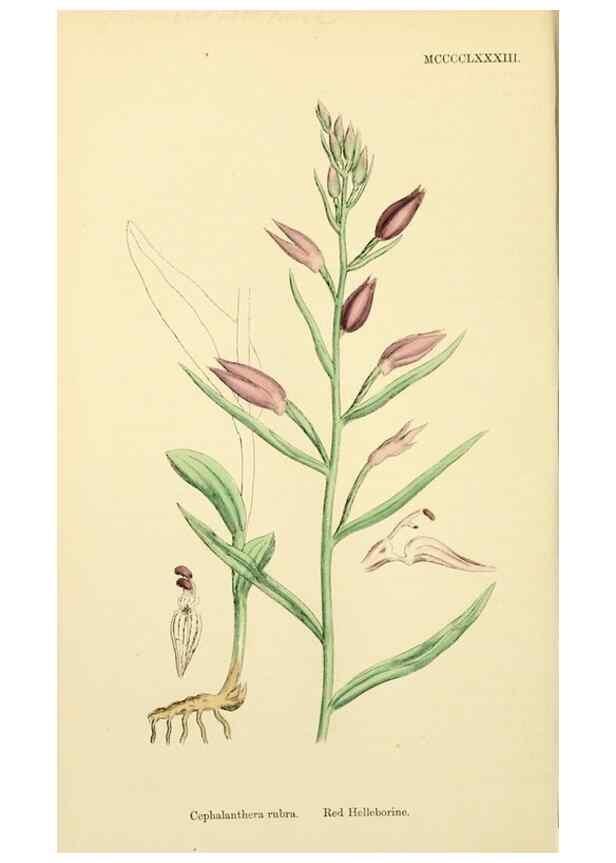 Reproducción/Reproduction 48753862471: English botany, or, Coloured figures of British plants /. London :R. Hardwicke,1863-1886.. 