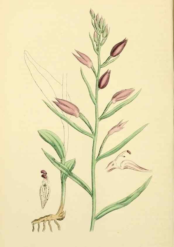 Reproducción/Reproduction 48753862471: English botany, or, Coloured figures of British plants /. London :R. Hardwicke,1863-1886.. 