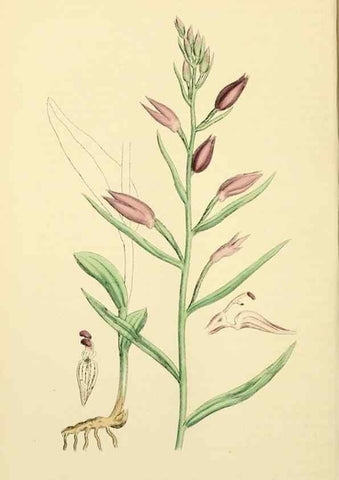 Reproducción/Reproduction 48753862471: English botany, or, Coloured figures of British plants /. London :R. Hardwicke,1863-1886.. 