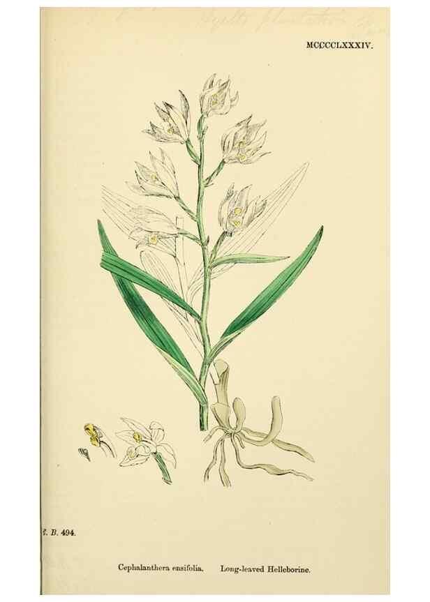 Reproducción/Reproduction 48753862651: English botany, or, Coloured figures of British plants /. London :R. Hardwicke,1863-1886.. 