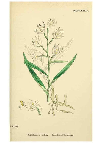 Reproducción/Reproduction 48753862651: English botany, or, Coloured figures of British plants /. London :R. Hardwicke,1863-1886.. 