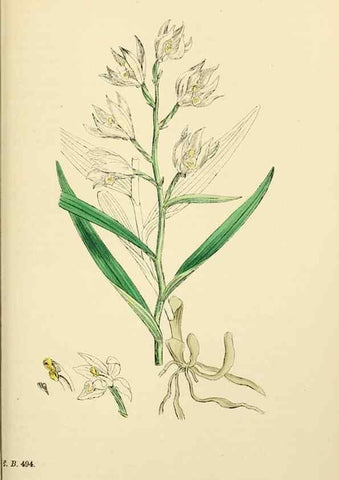 Reproducción/Reproduction 48753862651: English botany, or, Coloured figures of British plants /. London :R. Hardwicke,1863-1886.. 