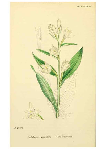 Reproducción/Reproduction 48753538283: English botany, or, Coloured figures of British plants /. London :R. Hardwicke,1863-1886.. 