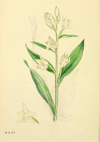 Reproducción/Reproduction 48753538283: English botany, or, Coloured figures of British plants /. London :R. Hardwicke,1863-1886.. 