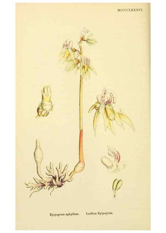 Reproducción/Reproduction 48754053547: English botany, or, Coloured figures of British plants /. London :R. Hardwicke,1863-1886.. 