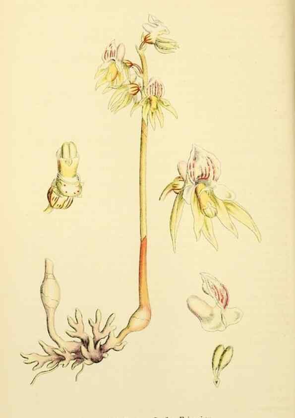 Reproducción/Reproduction 48754053547: English botany, or, Coloured figures of British plants /. London :R. Hardwicke,1863-1886.. 