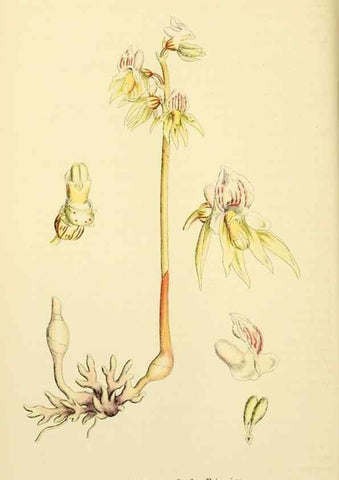 Reproducción/Reproduction 48754053547: English botany, or, Coloured figures of British plants /. London :R. Hardwicke,1863-1886.. 
