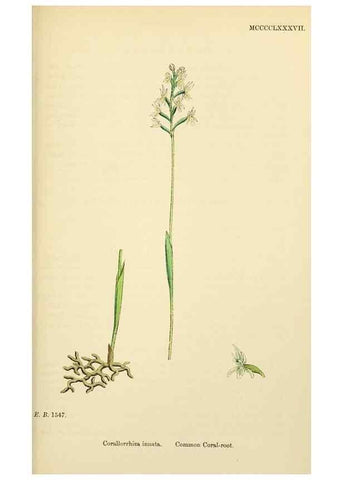 Reproducción/Reproduction 48754053782: English botany, or, Coloured figures of British plants /. London :R. Hardwicke,1863-1886.. 