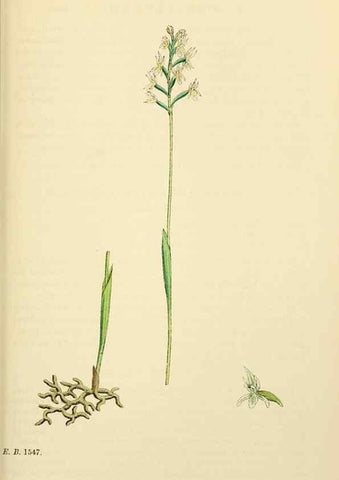 Reproducción/Reproduction 48754053782: English botany, or, Coloured figures of British plants /. London :R. Hardwicke,1863-1886.. 