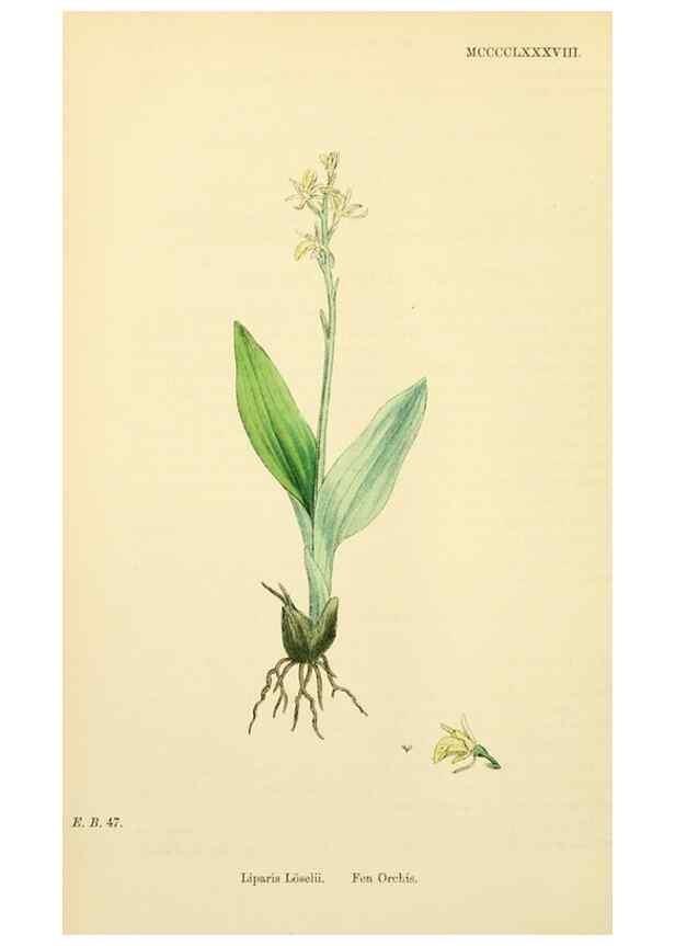 Reproducción/Reproduction 48753539013: English botany, or, Coloured figures of British plants /. London :R. Hardwicke,1863-1886.. 