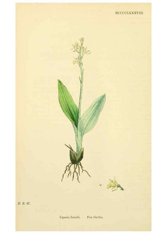 Reproducción/Reproduction 48753539013: English botany, or, Coloured figures of British plants /. London :R. Hardwicke,1863-1886.. 