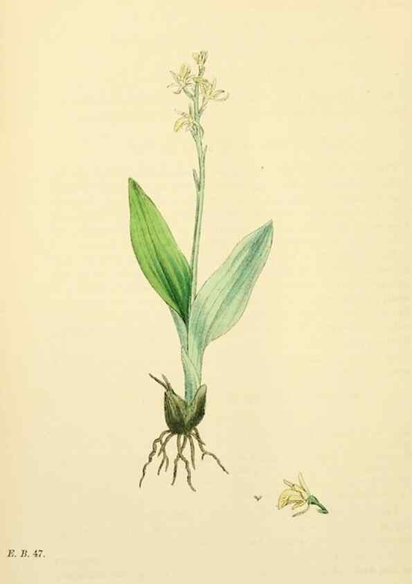 Reproducción/Reproduction 48753539013: English botany, or, Coloured figures of British plants /. London :R. Hardwicke,1863-1886.. 