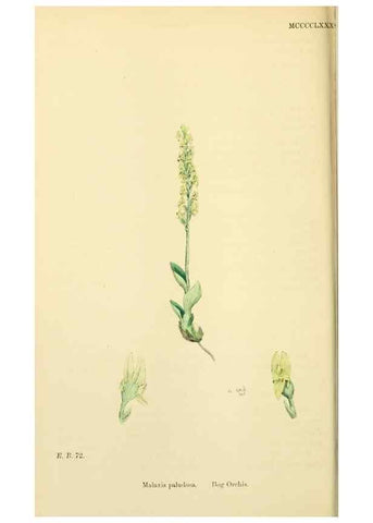 Reproducción/Reproduction 48753539238: English botany, or, Coloured figures of British plants /. London :R. Hardwicke,1863-1886.. 