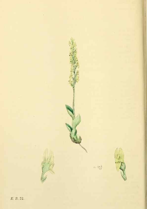 Reproducción/Reproduction 48753539238: English botany, or, Coloured figures of British plants /. London :R. Hardwicke,1863-1886.. 