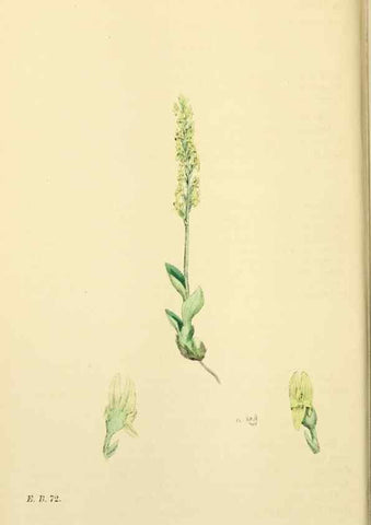 Reproducción/Reproduction 48753539238: English botany, or, Coloured figures of British plants /. London :R. Hardwicke,1863-1886.. 