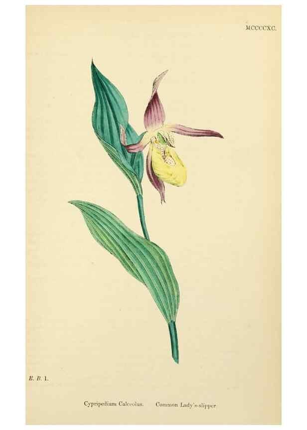 Reproducción/Reproduction 48753863906: English botany, or, Coloured figures of British plants /. London :R. Hardwicke,1863-1886.. 