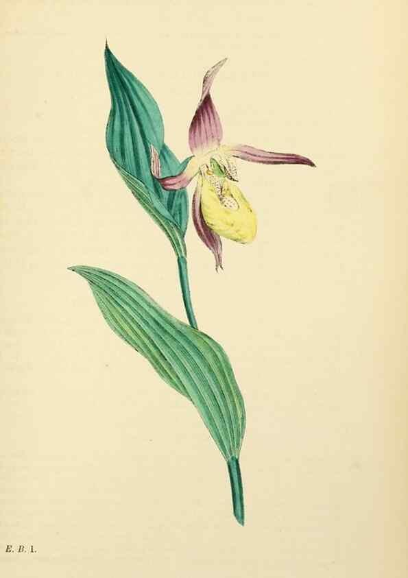 Reproducción/Reproduction 48753863906: English botany, or, Coloured figures of British plants /. London :R. Hardwicke,1863-1886.. 