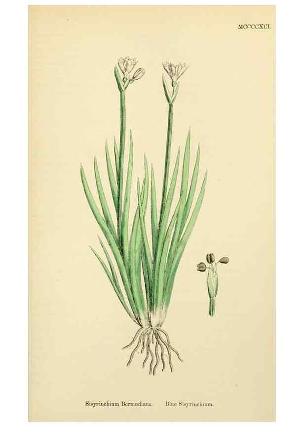Reproducción/Reproduction 48753864101: English botany, or, Coloured figures of British plants /. London :R. Hardwicke,1863-1886.. 