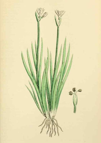 Reproducción/Reproduction 48753864101: English botany, or, Coloured figures of British plants /. London :R. Hardwicke,1863-1886.. 