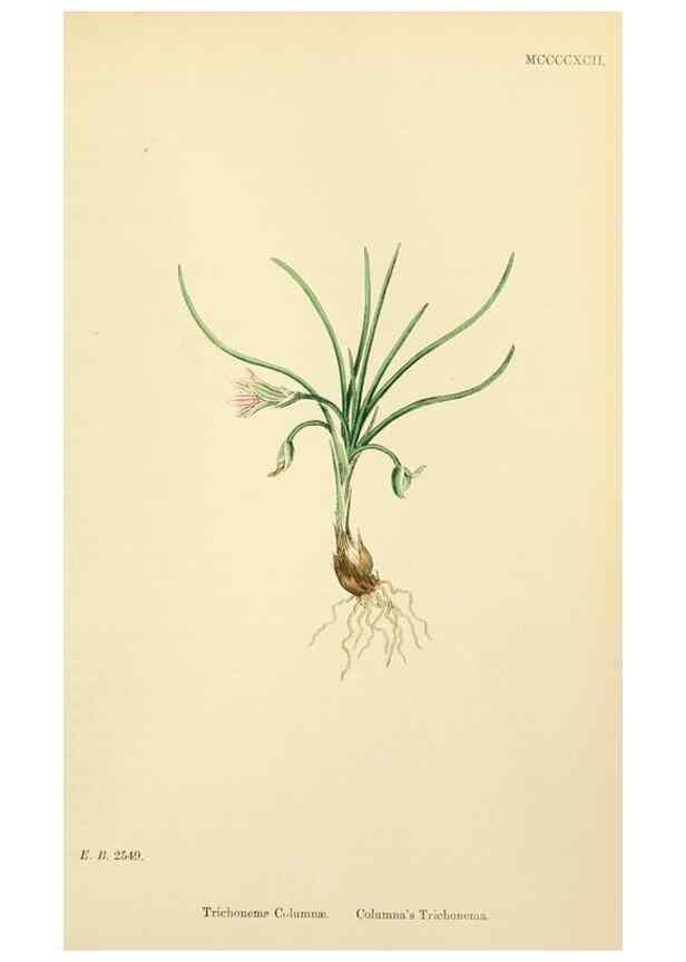 Reproducción/Reproduction 48754054712: English botany, or, Coloured figures of British plants /. London :R. Hardwicke,1863-1886.. 