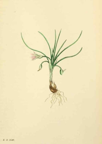 Reproducción/Reproduction 48754054712: English botany, or, Coloured figures of British plants /. London :R. Hardwicke,1863-1886.. 