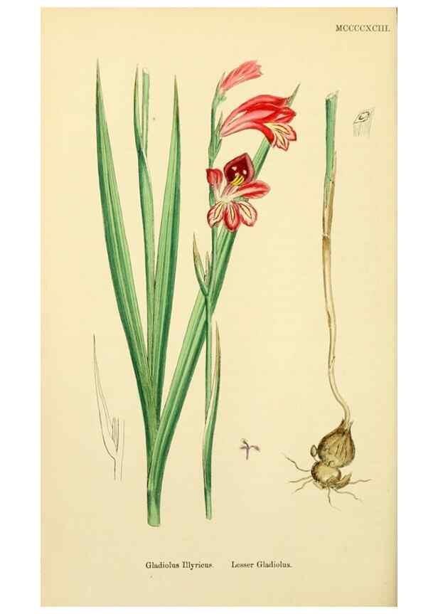 Reproducción/Reproduction 48753864536: English botany, or, Coloured figures of British plants /. London :R. Hardwicke,1863-1886.. 