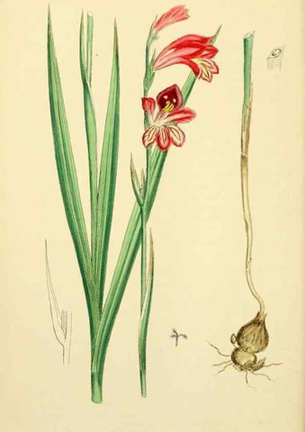 Reproducción/Reproduction 48753864536: English botany, or, Coloured figures of British plants /. London :R. Hardwicke,1863-1886.. 