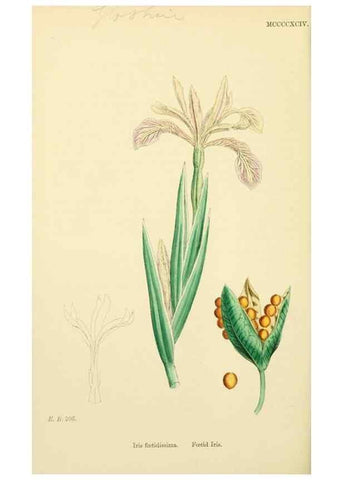 Reproducción/Reproduction 48753864751: English botany, or, Coloured figures of British plants /. London :R. Hardwicke,1863-1886.. 