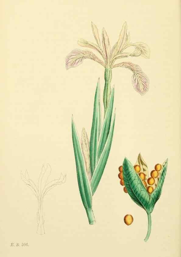 Reproducción/Reproduction 48753864751: English botany, or, Coloured figures of British plants /. London :R. Hardwicke,1863-1886.. 