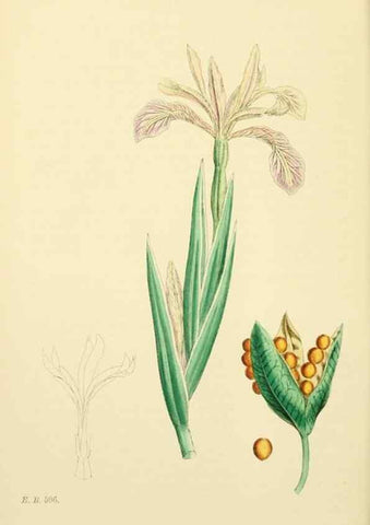 Reproducción/Reproduction 48753864751: English botany, or, Coloured figures of British plants /. London :R. Hardwicke,1863-1886.. 