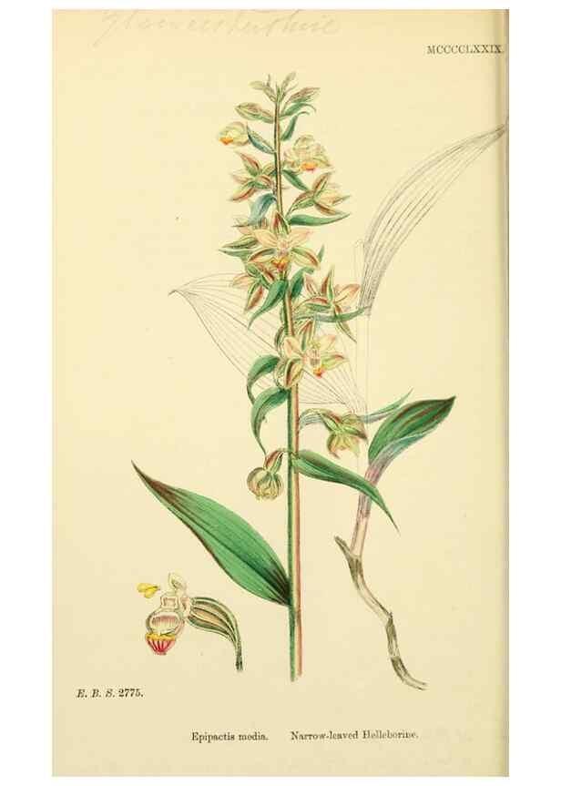 Reproducción/Reproduction 48753536998: English botany, or, Coloured figures of British plants /. London :R. Hardwicke,1863-1886.. 
