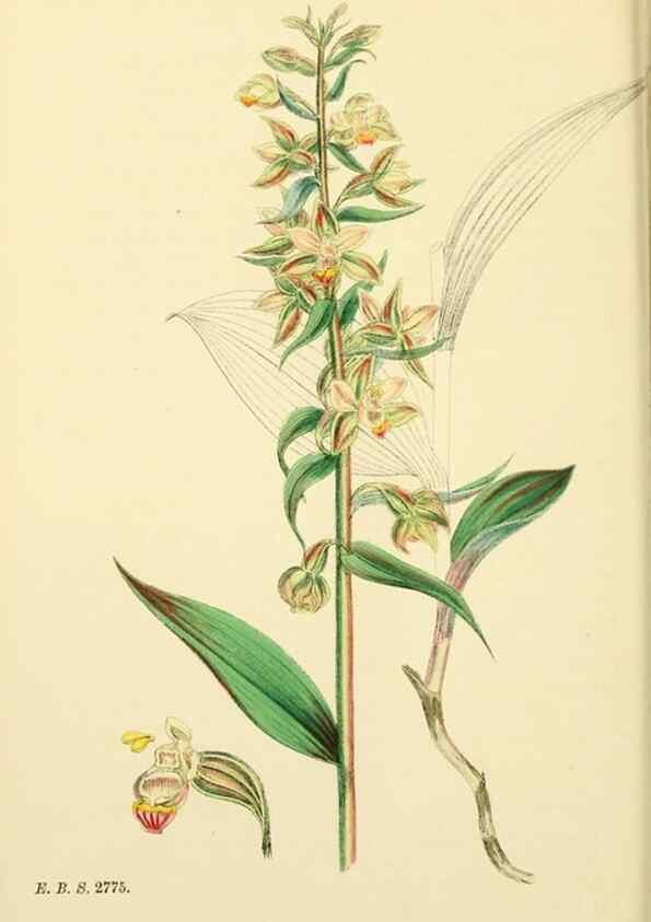 Reproducción/Reproduction 48753536998: English botany, or, Coloured figures of British plants /. London :R. Hardwicke,1863-1886.. 