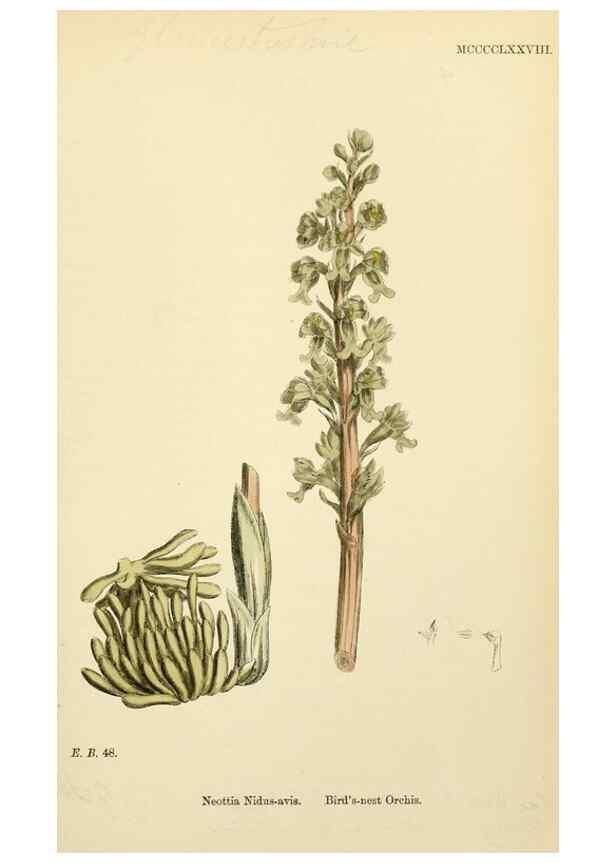 Reproducción/Reproduction 48753861426: English botany, or, Coloured figures of British plants /. London :R. Hardwicke,1863-1886.. 