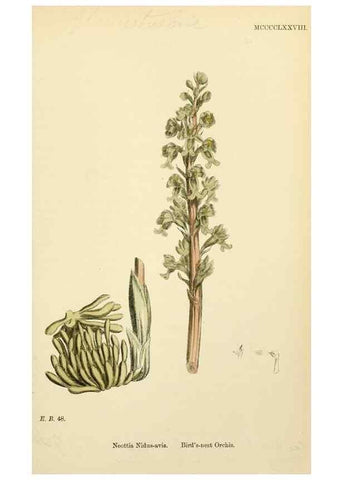 Reproducción/Reproduction 48753861426: English botany, or, Coloured figures of British plants /. London :R. Hardwicke,1863-1886.. 