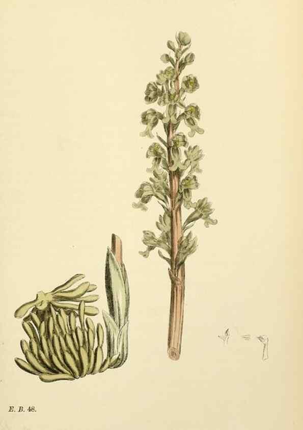 Reproducción/Reproduction 48753861426: English botany, or, Coloured figures of British plants /. London :R. Hardwicke,1863-1886.. 