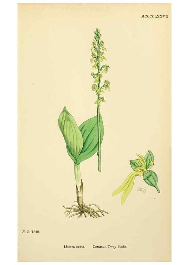 Reproducción/Reproduction 48753861186: English botany, or, Coloured figures of British plants /. London :R. Hardwicke,1863-1886.. 