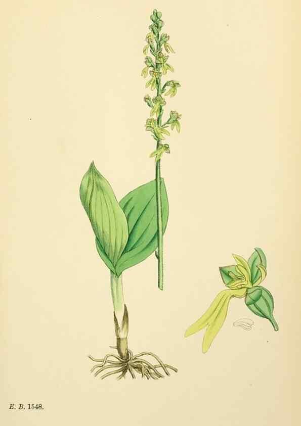 Reproducción/Reproduction 48753861186: English botany, or, Coloured figures of British plants /. London :R. Hardwicke,1863-1886.. 