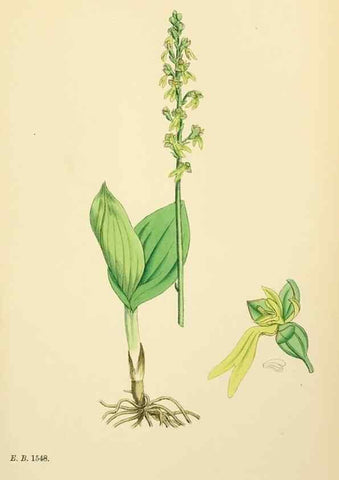 Reproducción/Reproduction 48753861186: English botany, or, Coloured figures of British plants /. London :R. Hardwicke,1863-1886.. 