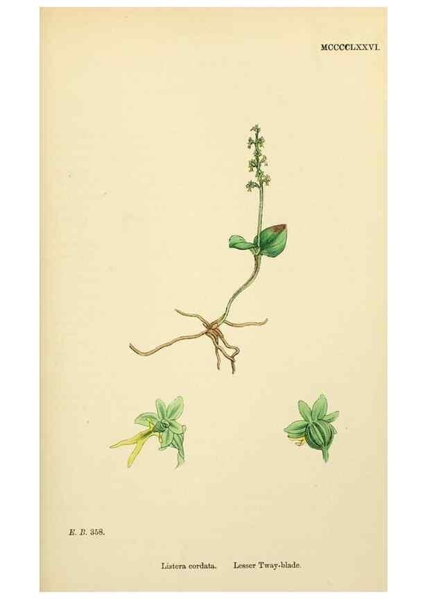 Reproducción/Reproduction 48753536363: English botany, or, Coloured figures of British plants /. London :R. Hardwicke,1863-1886.. 