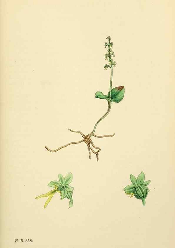 Reproducción/Reproduction 48753536363: English botany, or, Coloured figures of British plants /. London :R. Hardwicke,1863-1886.. 