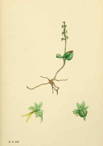 Reproducción/Reproduction 48753536363: English botany, or, Coloured figures of British plants /. London :R. Hardwicke,1863-1886.. 