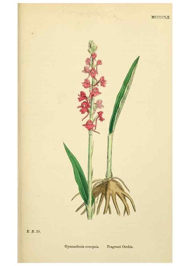 Reproducción/Reproduction 48753532953: English botany, or, Coloured figures of British plants /. London :R. Hardwicke,1863-1886.. 