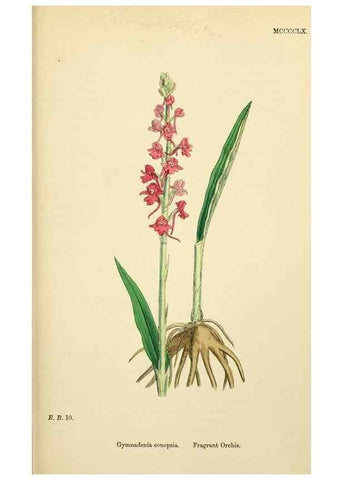Reproducción/Reproduction 48753532953: English botany, or, Coloured figures of British plants /. London :R. Hardwicke,1863-1886.. 