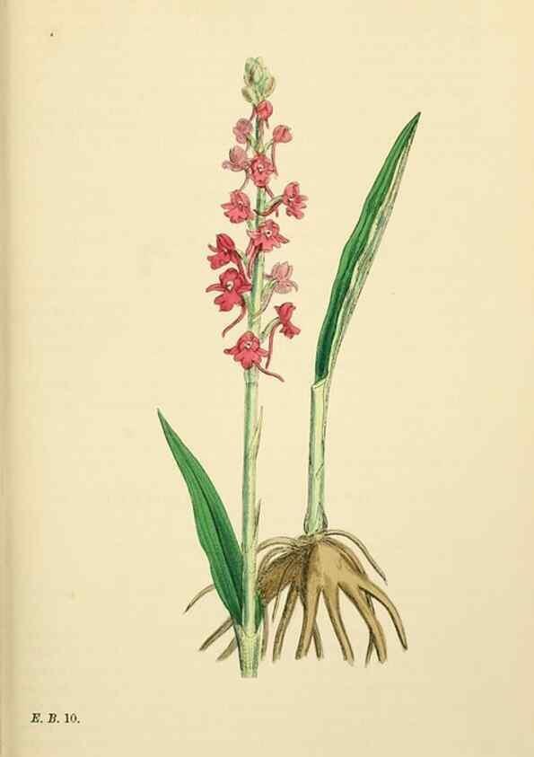 Reproducción/Reproduction 48753532953: English botany, or, Coloured figures of British plants /. London :R. Hardwicke,1863-1886.. 