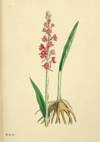 Reproducción/Reproduction 48753532953: English botany, or, Coloured figures of British plants /. London :R. Hardwicke,1863-1886.. 