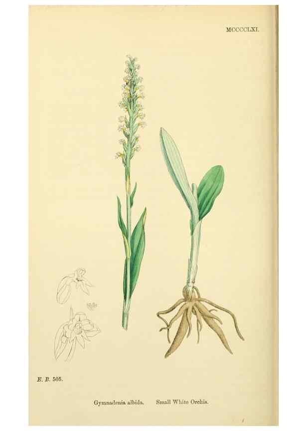 Reproducción/Reproduction 48753533153: English botany, or, Coloured figures of British plants /. London :R. Hardwicke,1863-1886.. 