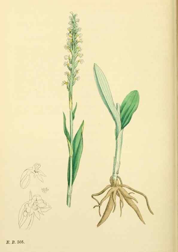 Reproducción/Reproduction 48753533153: English botany, or, Coloured figures of British plants /. London :R. Hardwicke,1863-1886.. 