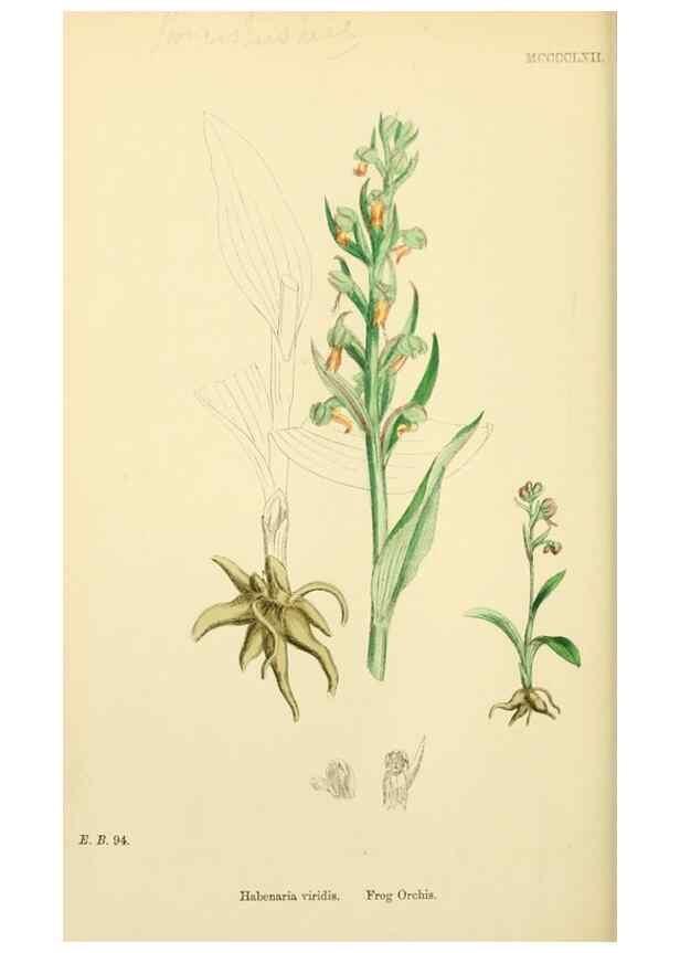 Reproducción/Reproduction 48753533388: English botany, or, Coloured figures of British plants /. London :R. Hardwicke,1863-1886.. 
