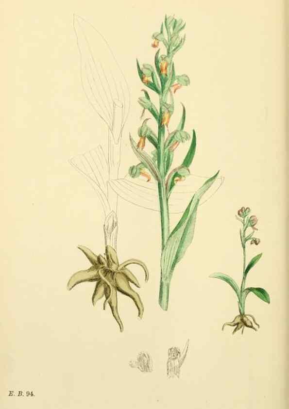 Reproducción/Reproduction 48753533388: English botany, or, Coloured figures of British plants /. London :R. Hardwicke,1863-1886.. 