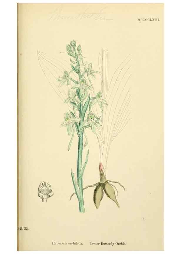 Reproducción/Reproduction 48753533598: English botany, or, Coloured figures of British plants /. London :R. Hardwicke,1863-1886.. 